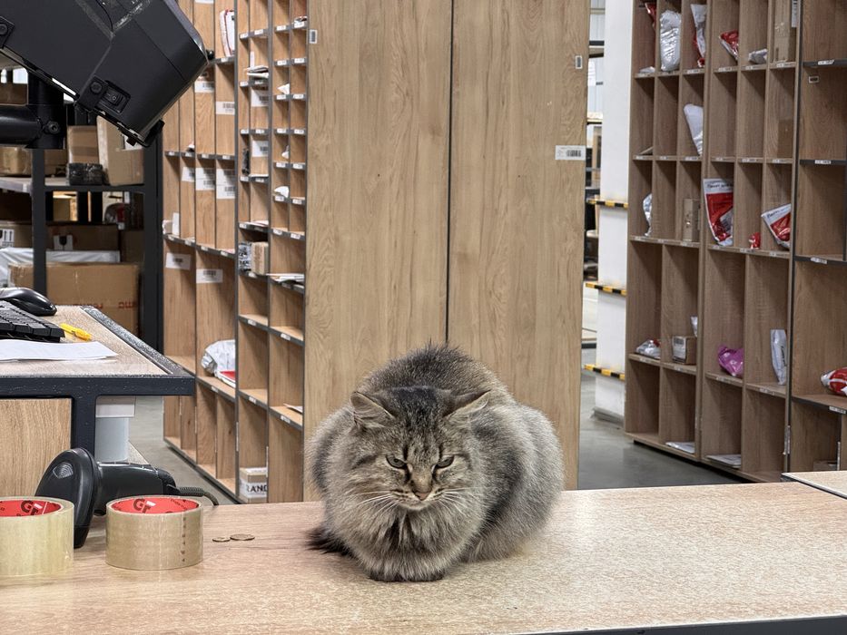 Киця у люблячу сімʼю