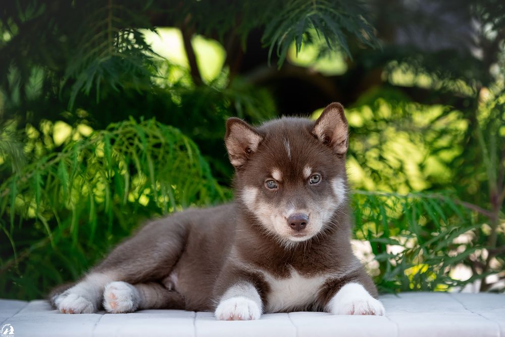 щенки хаски , мальчик