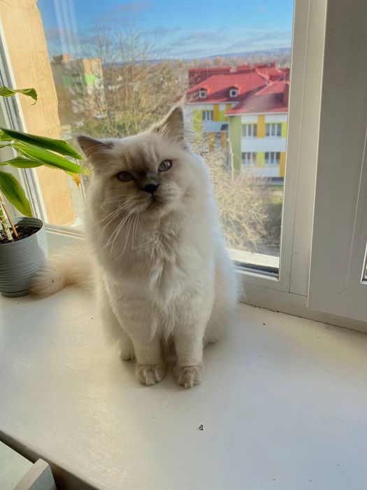 Скотіш страйт хайленд