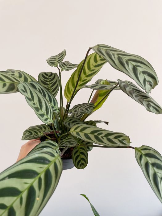 Conjunto plantas de interior