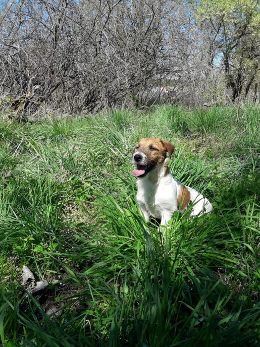 Jack Russell Terrier piesek(FCI)