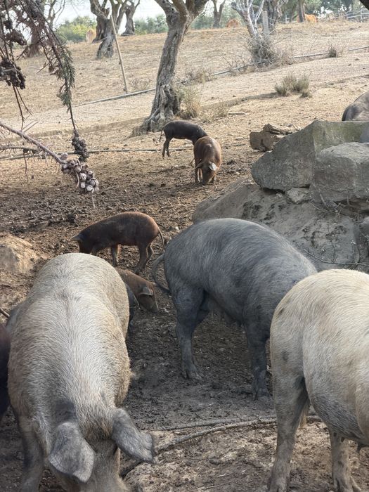 60 Porcos, Leitão, 1 ano e 2 anos