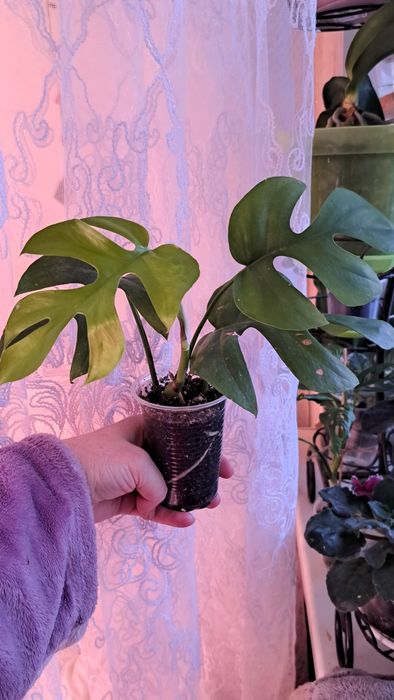 Монстера Little Sister