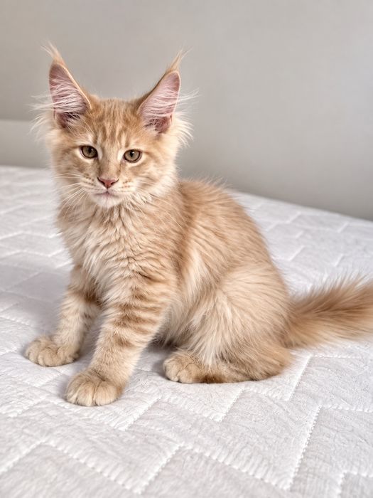 Maine Coon – wyjątkowy kocurek Cream Tabby  ur. maj 2026
