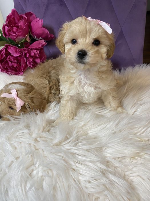 Міні мальтіпу