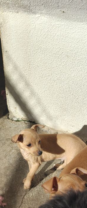 Pinscher miniatura   macho puro