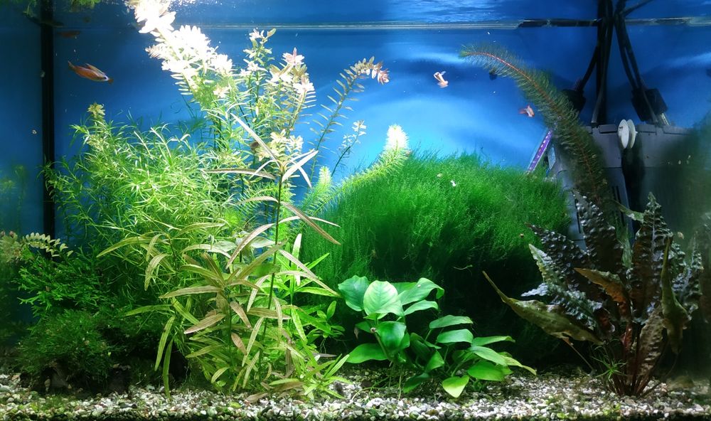 Набір рослин до акваріума Анубіас Мох ричія, Папоротник