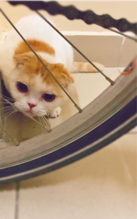 Шотланка вісловуха шукає кота
