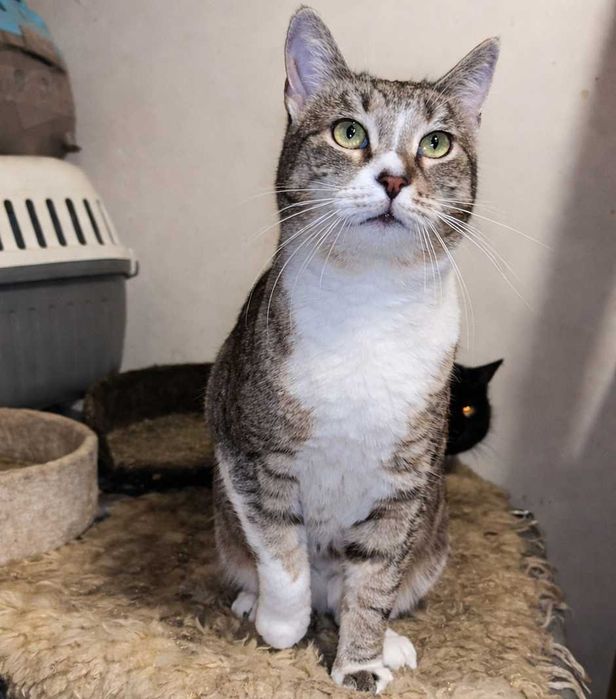 Poznań i okolice - kotka Miłka szuka domu