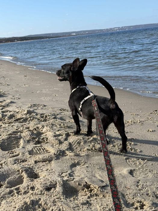 Sunia Kosmitka szuka domku