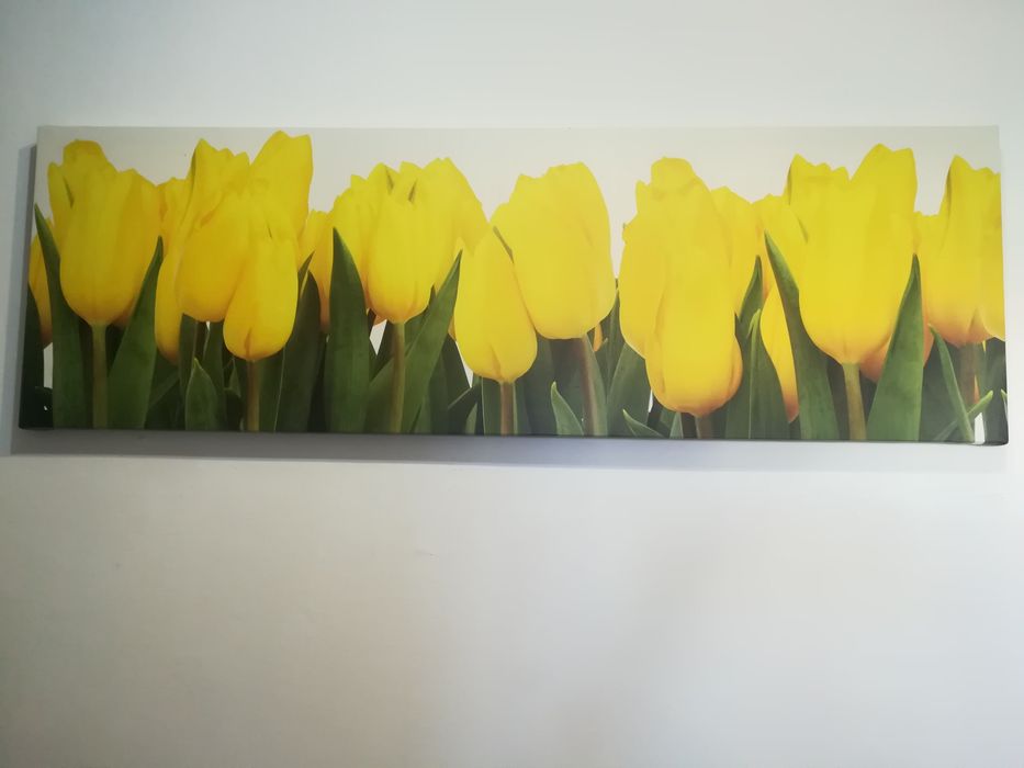 Obraz żółte tulipany