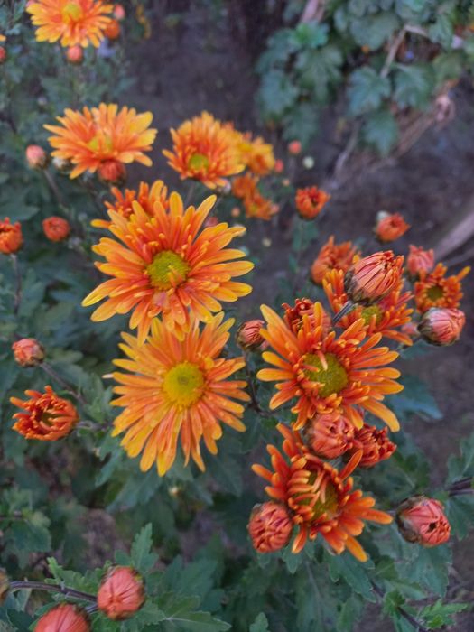 Хризантема гілячкова, мультифлора