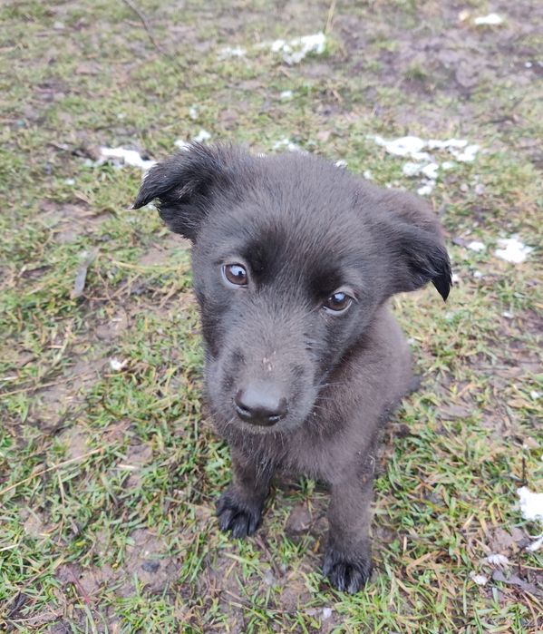 Собачка/сабака/цуценя