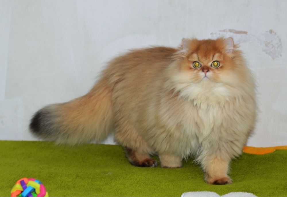 Чарівний хлопчик золота шиншила