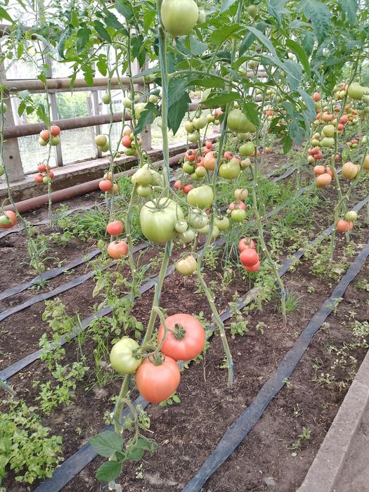 Pomidory prosto ze szklarni  2 kilogramy