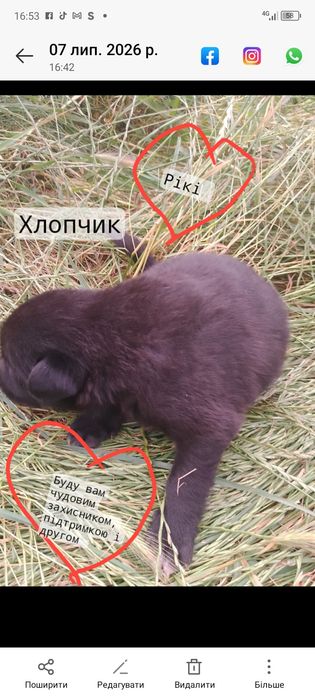 Цуценята шукають родину