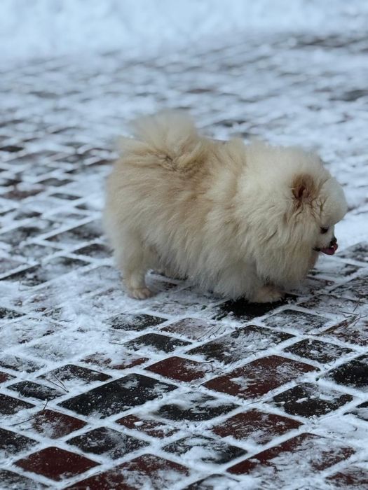 Дівчата померанського шпіца