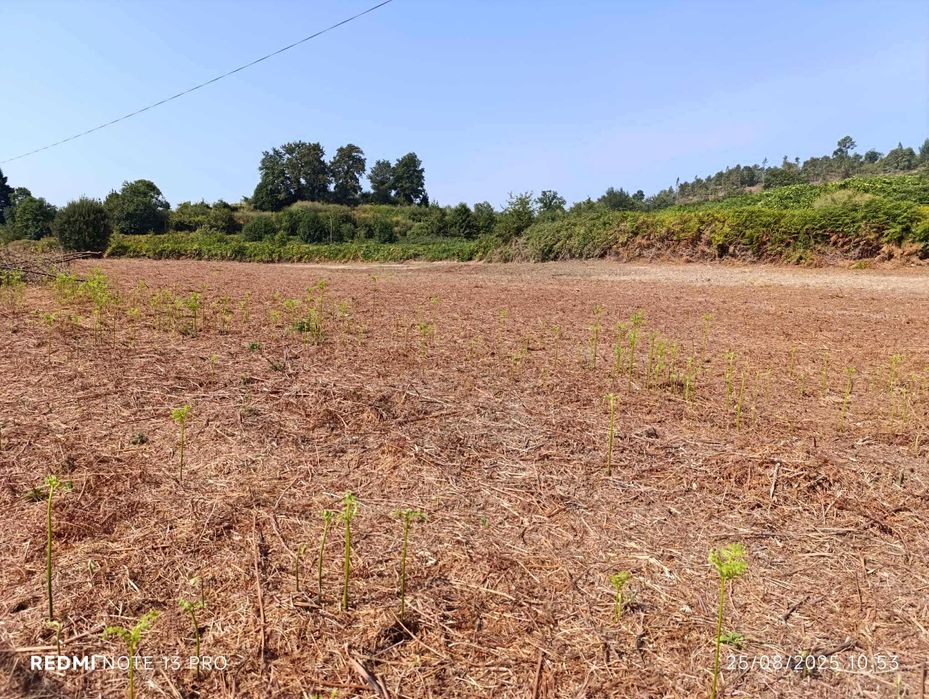 Terreno à venda em Madalena (Jolda)