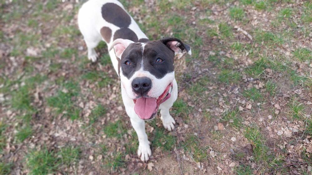 Piękna Ami szuka domu