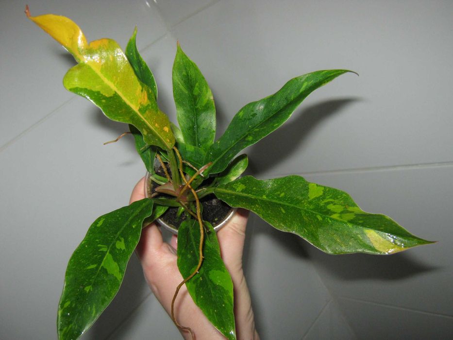 філодендрон рінг оф файер