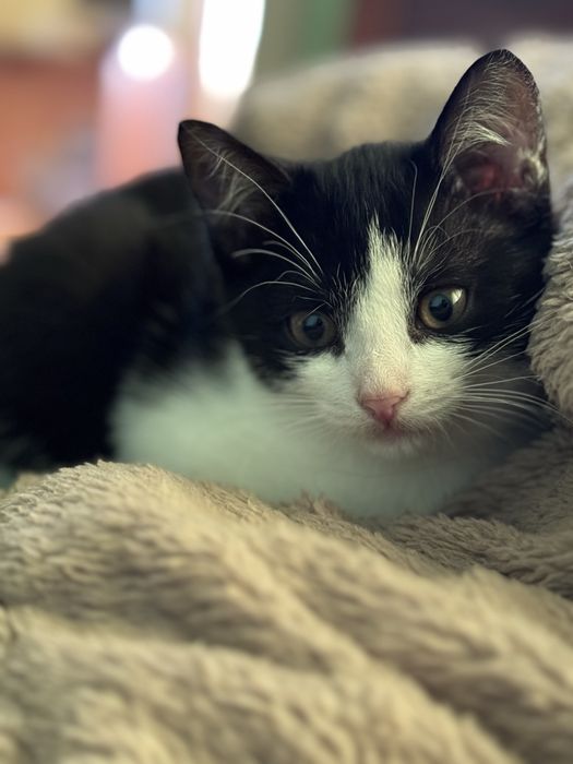 Котик дуже чекає на свій дім