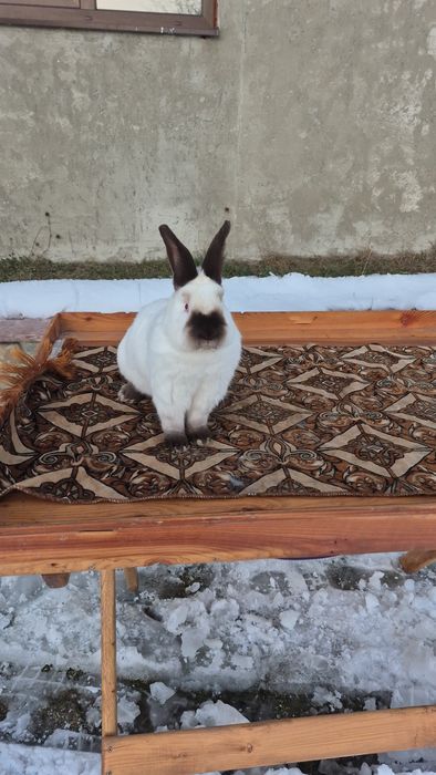 Кролики каліфорнійці