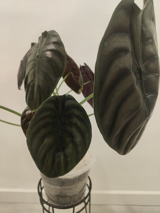 Alocasia cuprea // planta interior