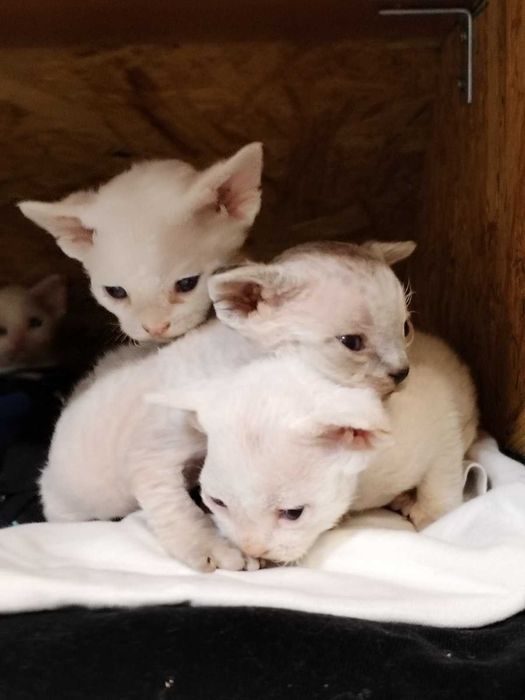 Девон рекс в'язка