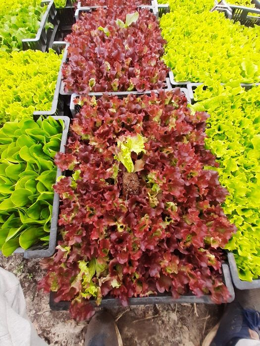 Sałata Sprinter Omega