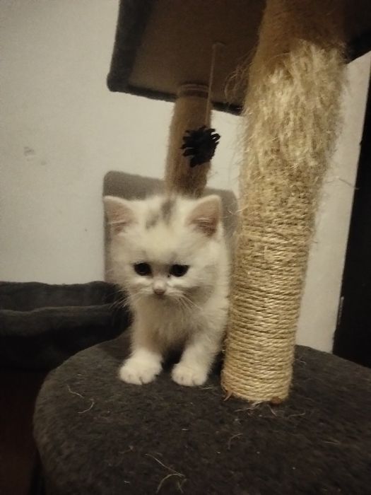 Ангорові кошенята дівчатка