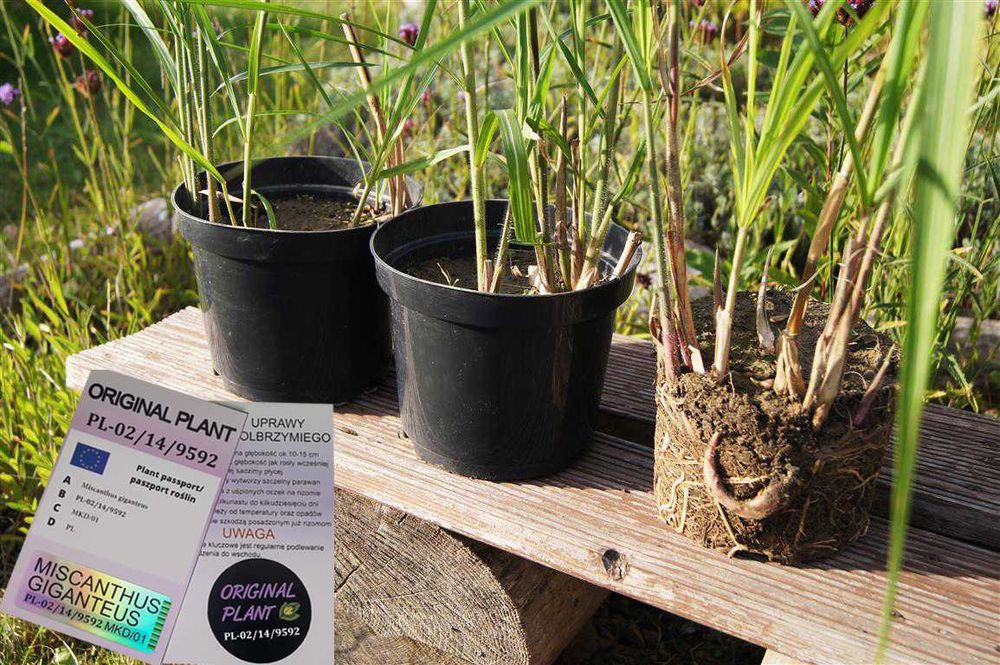 Miskant Olbrzymi Giganteus na żywopłot -Donice 3L   XXL Oryginalne !!!