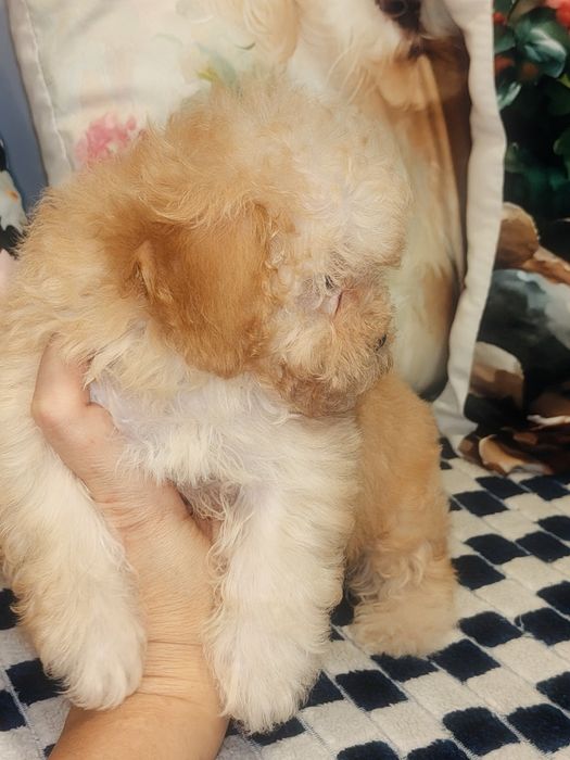 Mini suczka Maltipoo