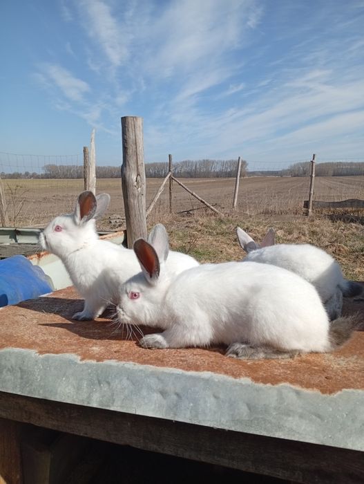 Króliki kalifornijskie młode
