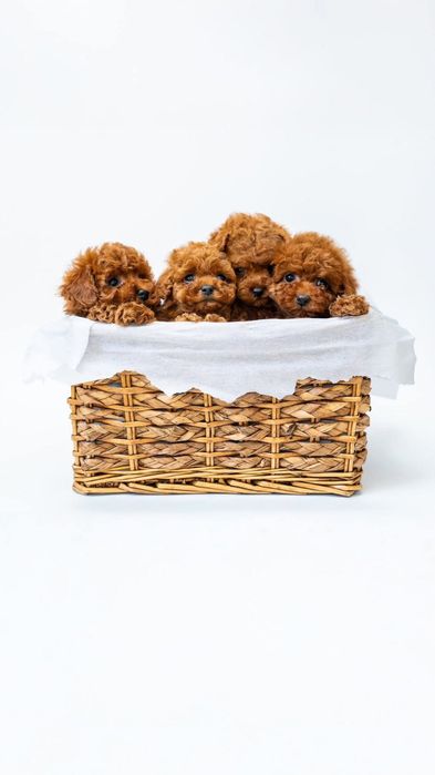 Дівчата і хлопці, той пудель !