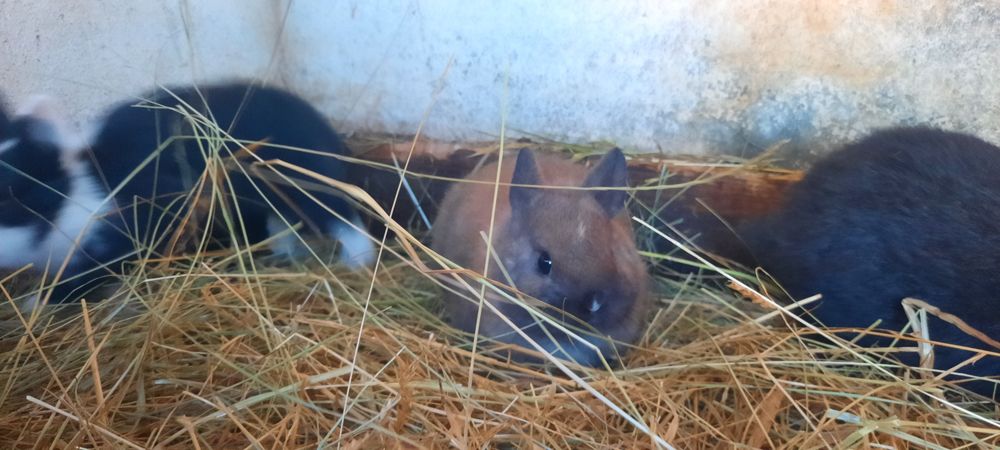 Coelhinhos Anão bebés