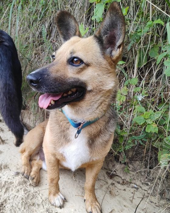 Fajny pies Edi szuka domu