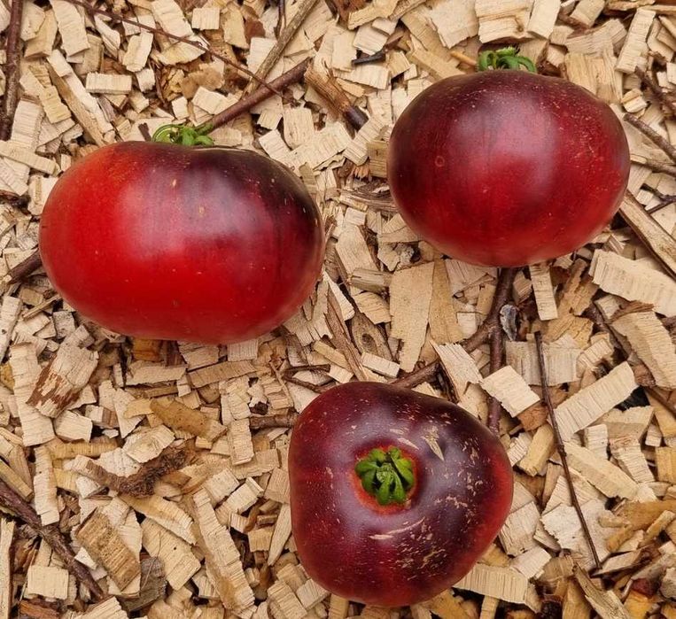 Pomidor Amethyst Jewel nasiona kolekcjonerskie