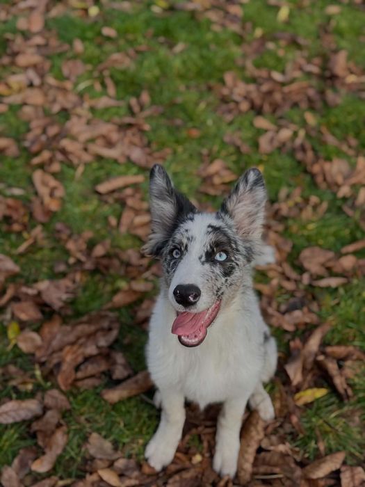 Szczenie pies Border Collie