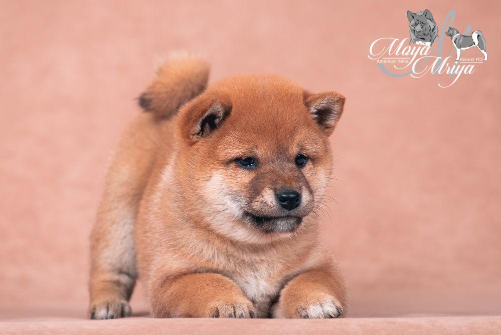 шиба іну / шиба ину / shiba inu