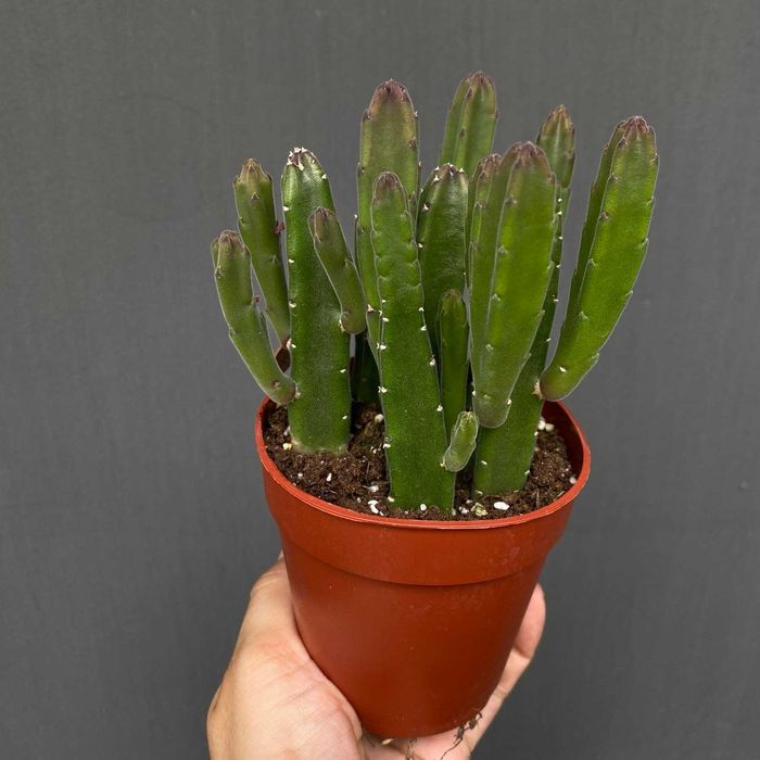 Stapelia leendertziae  sukulent