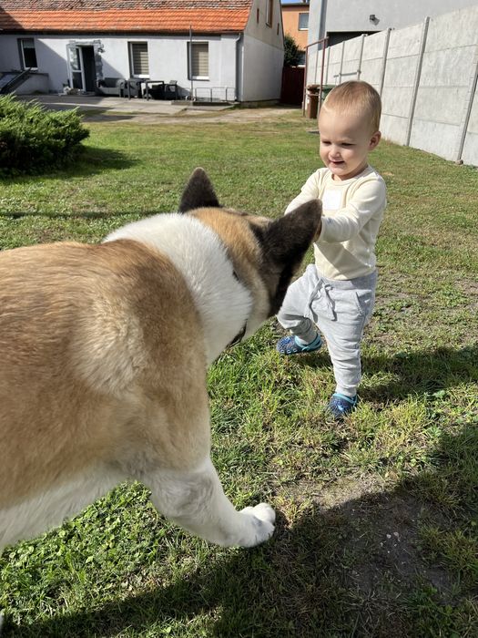 Oddam psa w bardzo dobre rece akita amerykanska SAMIEC