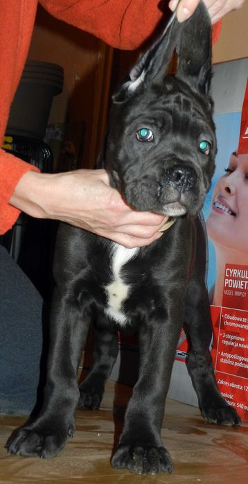 Cane corso szczenie FCI (ZKwP)
