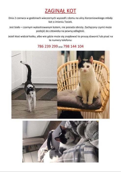 Zaginął Kot Tosiek