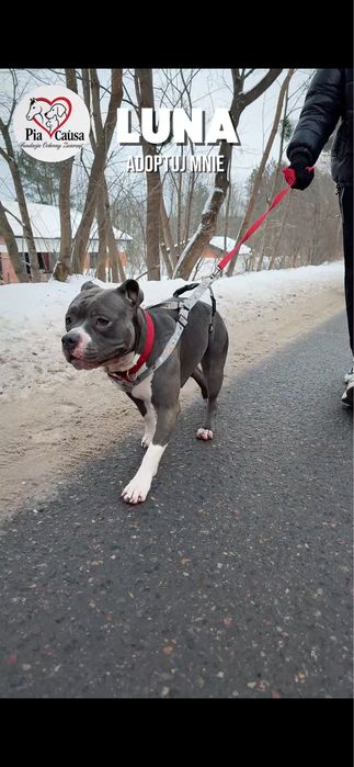 Sunia Luna rasy amstaff szuka domku