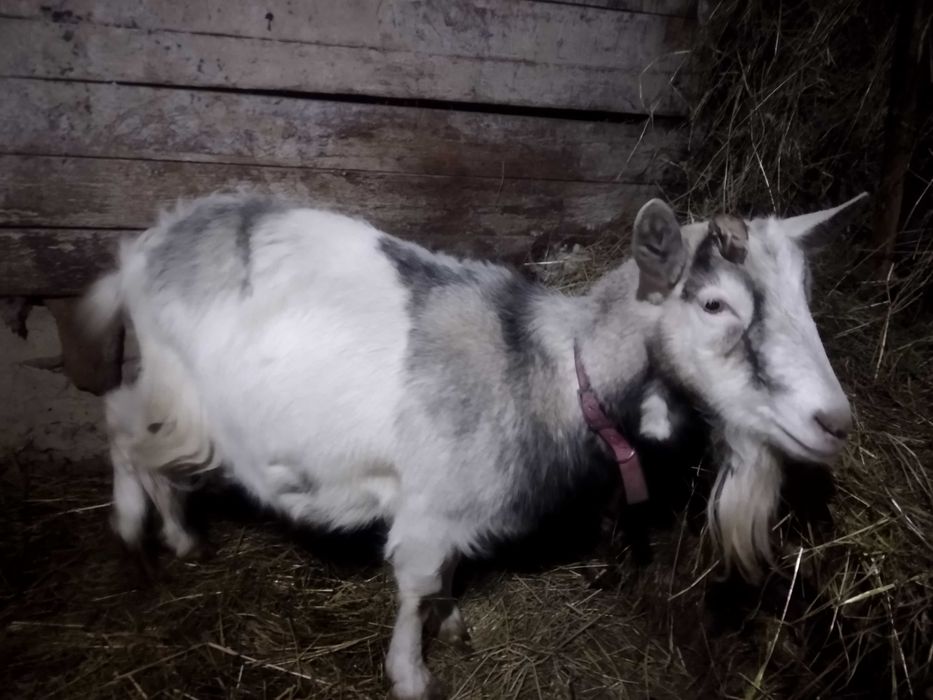 Продам козу дійну разом з козеням(козлик)