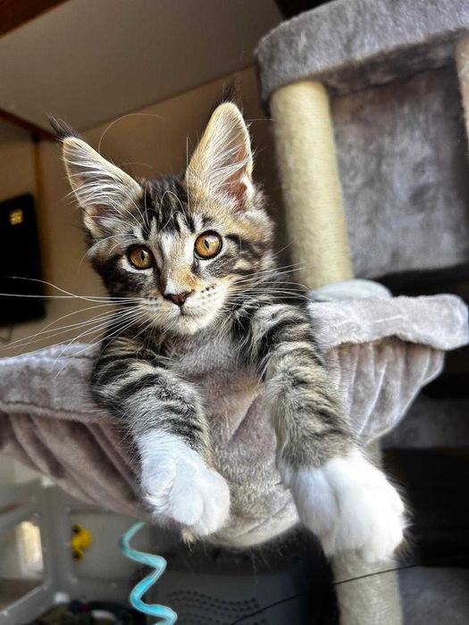 Maine coon kotka czarna klasycznie pręgowana z bielą FPL ALISARIA