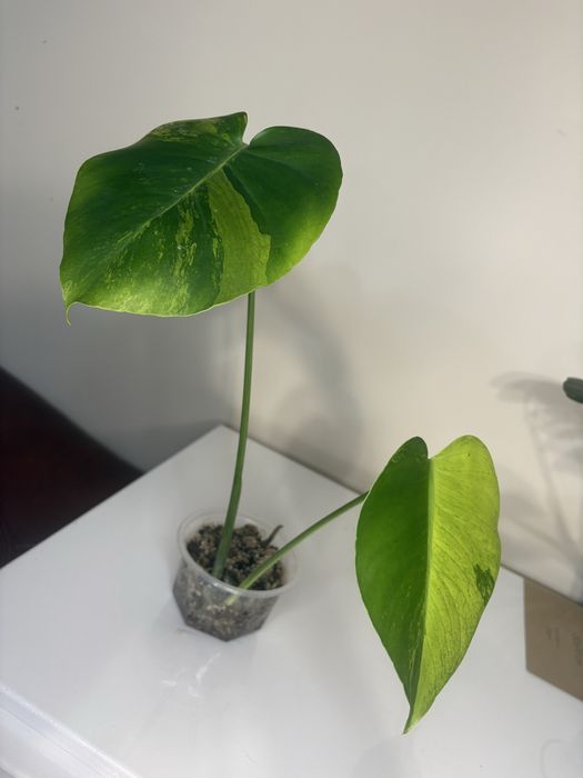 Monstera GOG mint piekne wybarwienie