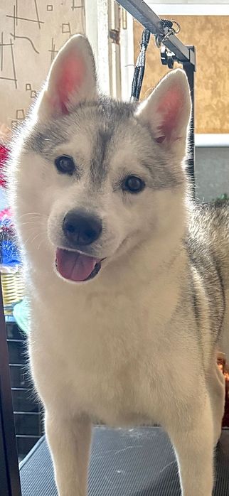 Хаски. Ласковая девочка.