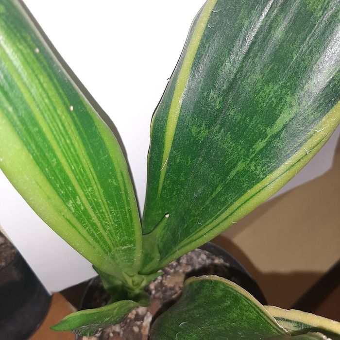 S. Golden Flame, golden flame