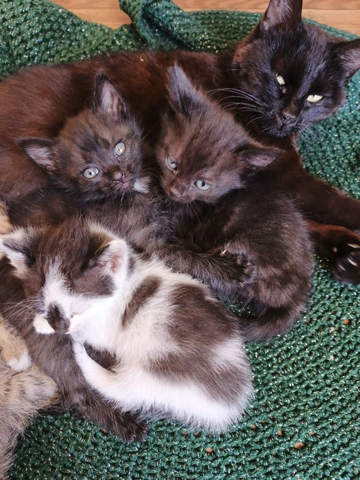 Отдам даром котят